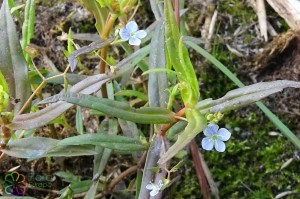 veronica scutellata